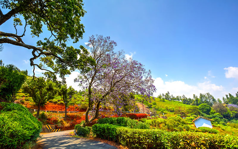 Ooty